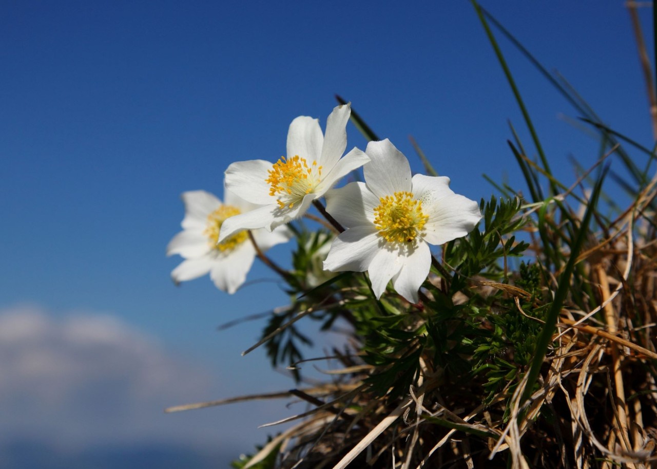 Die Alpenblume Alpenanemone w&auml;chst neben dem Wanderweg &copy; Tourismusverband Gro&szlig;arltal